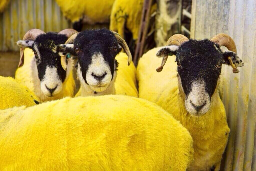 Yellow-sheep-Tour-de-France-Yorkshire-cl