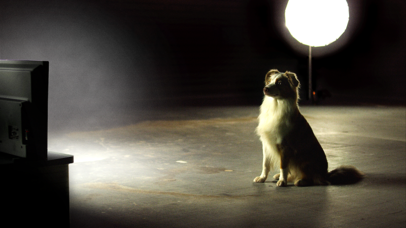 TVchannel launched to calm dogs during New Year’s